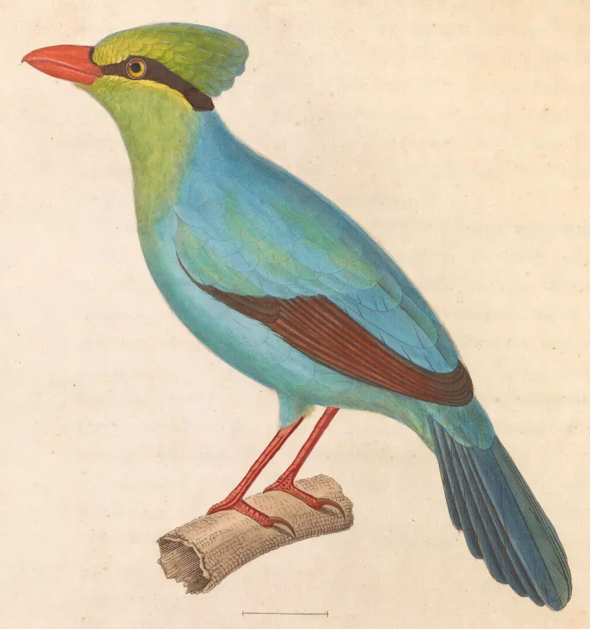 File:Cissa thalassina 1838.jpg