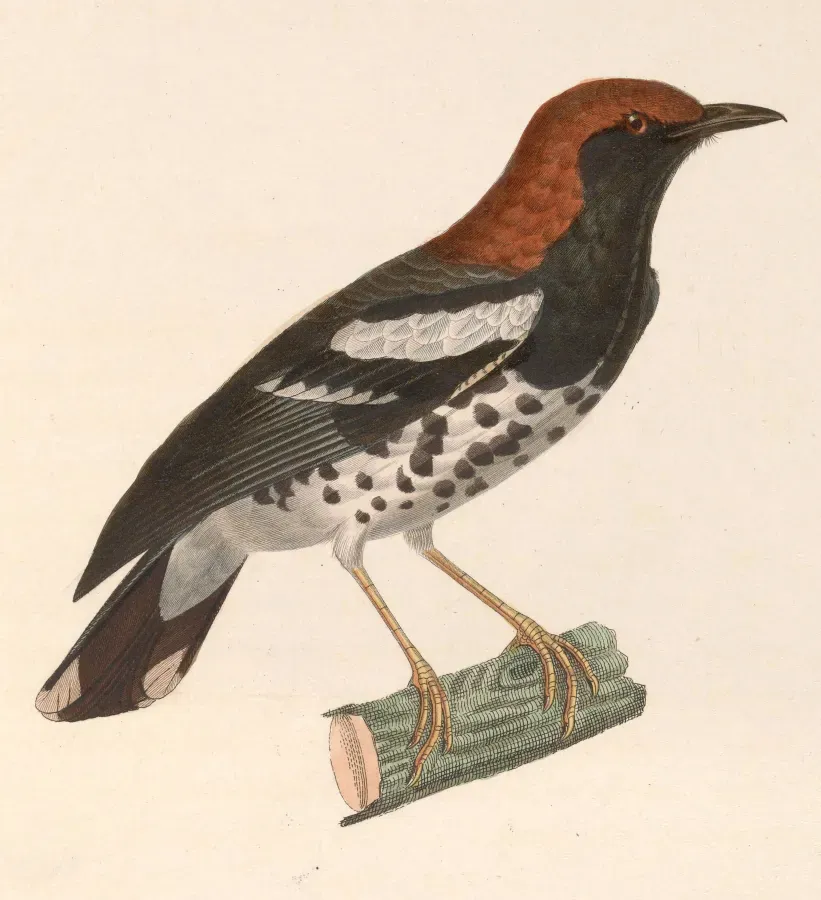 File:Geokichla interpres 1838.jpg