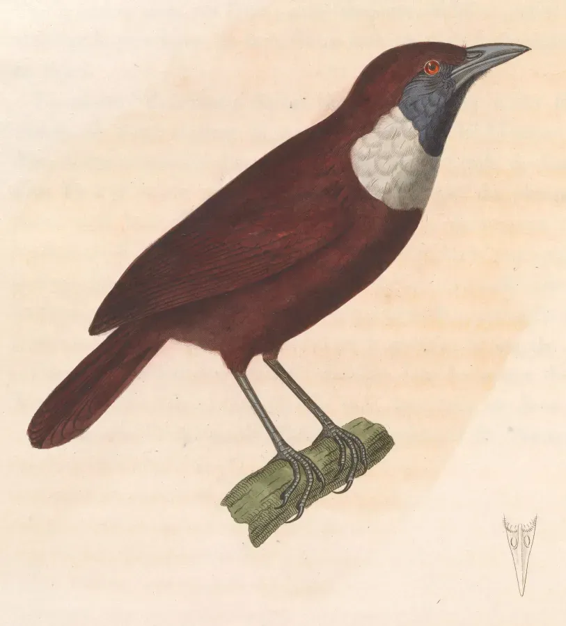 File:Stachyris thoracica 1838.jpg