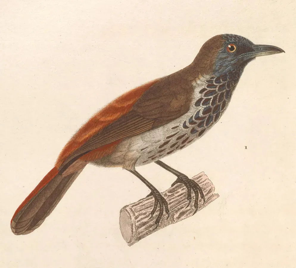 File:Stachyris maculata 1838.jpg