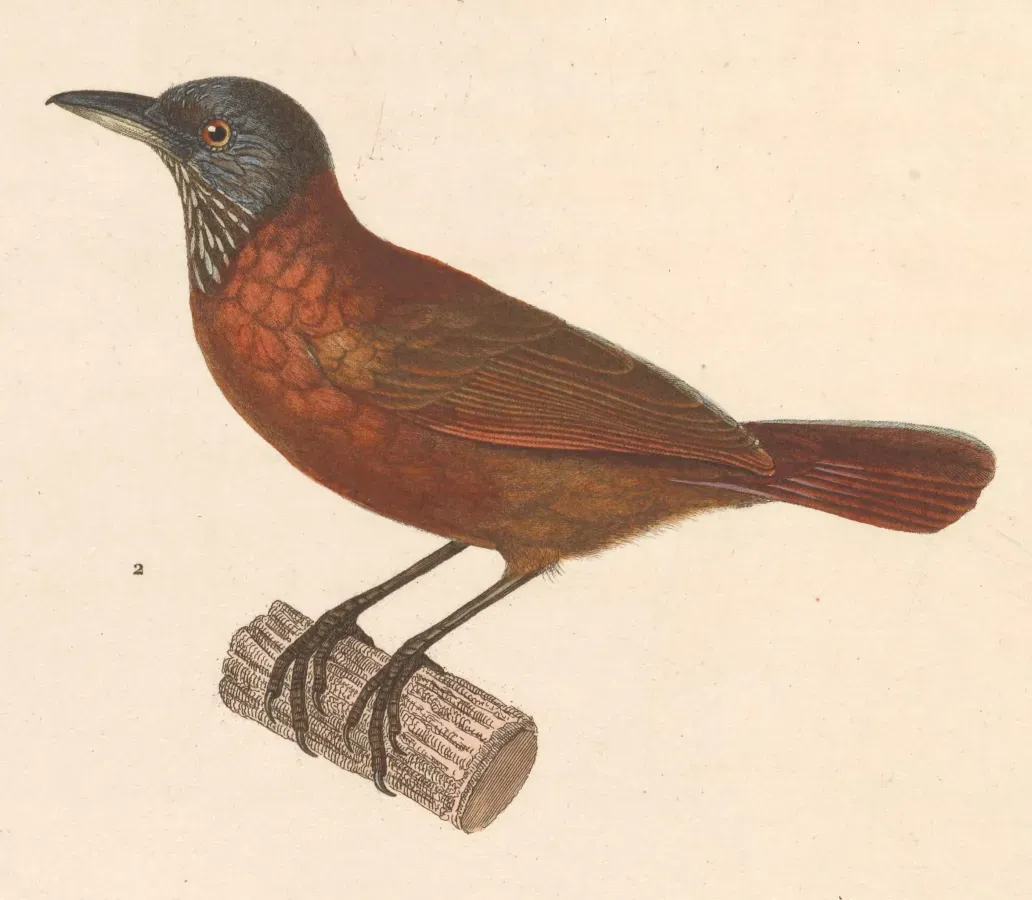 File:Stachyris poliocephala 1838.jpg
