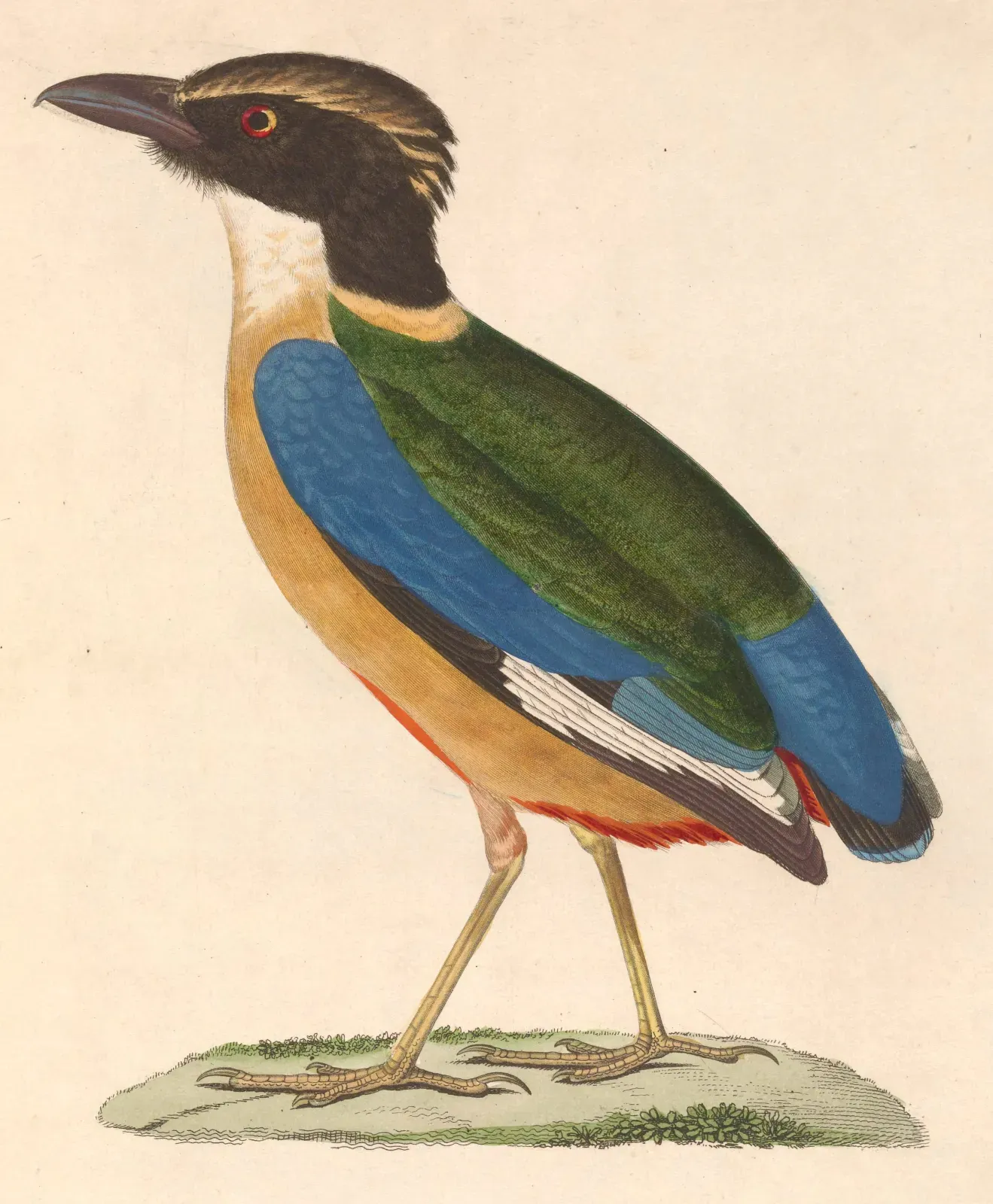 File:Pitta nympha 1838.jpg