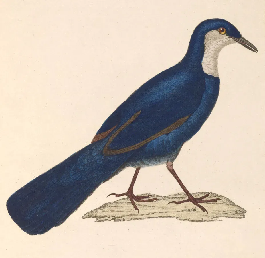 File:Ptilorrhoa caerulescens 1838.jpg