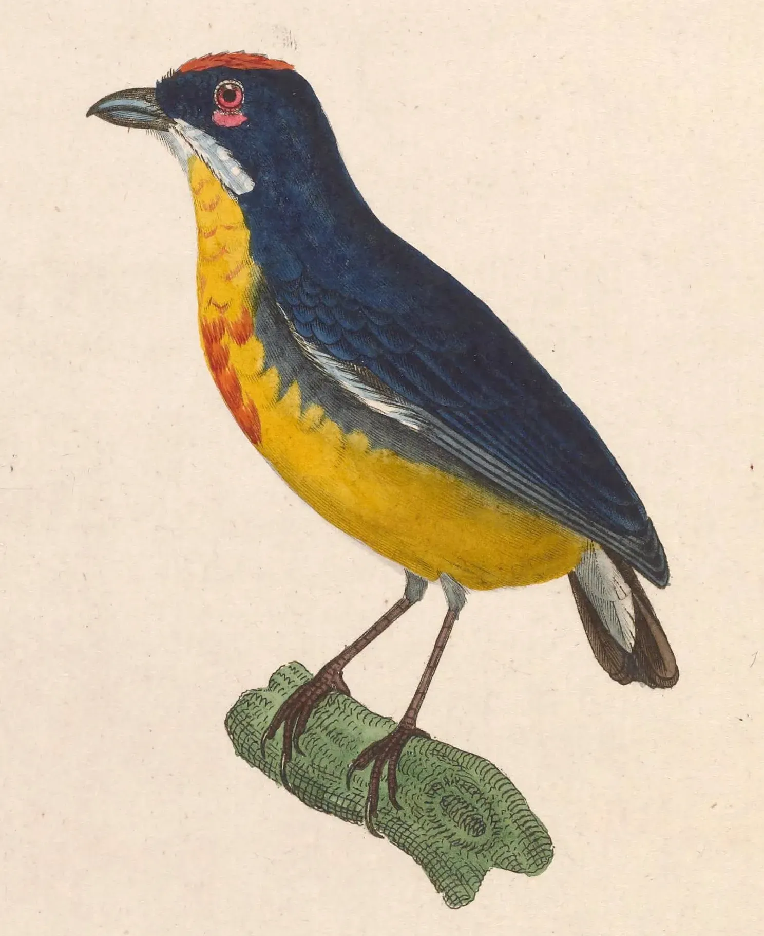 File:Prionochilus percussus 1838.jpg