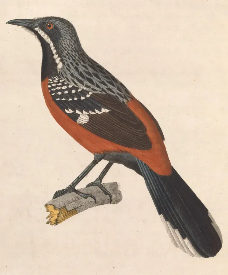 File:Chaetops frenatus 1838.jpg