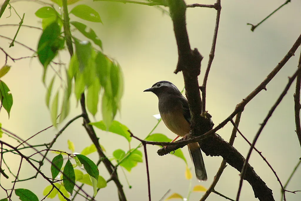 File:Heterophasia auricularis.jpg