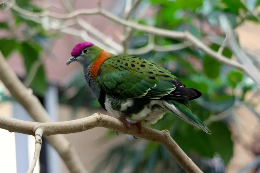File:Ptilinopus superbus -London Zoo, England -male-8a.jpg