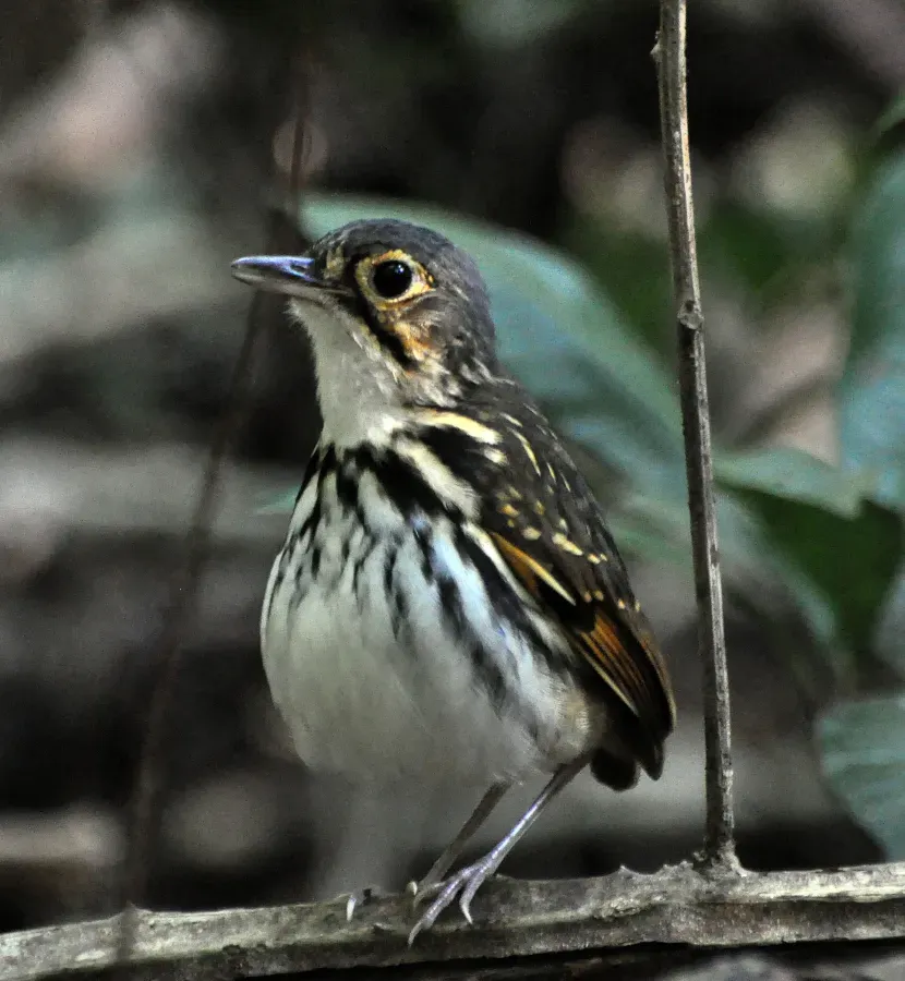 File:Hylopezus perspicillatus -Carara National Park, Central Pacific Conservation Area, Costa Rica-8.jpg