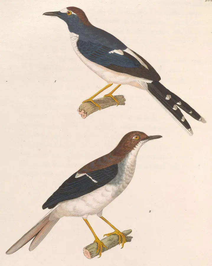 File:Enicurus velatus 1838.jpg