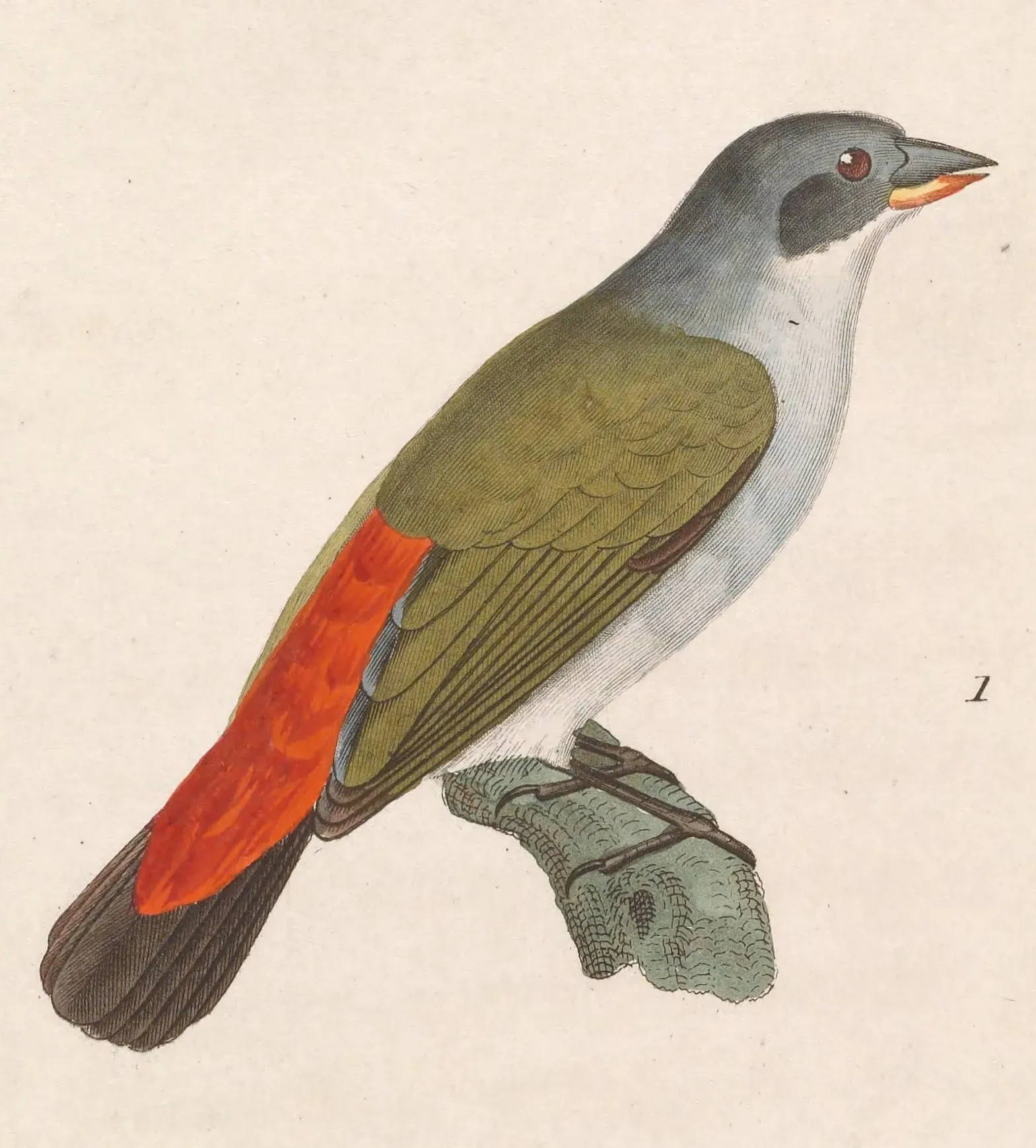 File:Coccopygia melanotis 1838.jpg