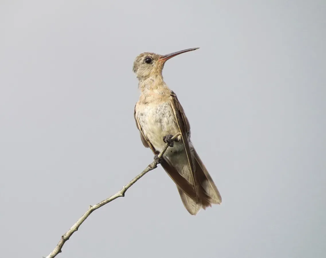 File:Leucippus fallax.jpg