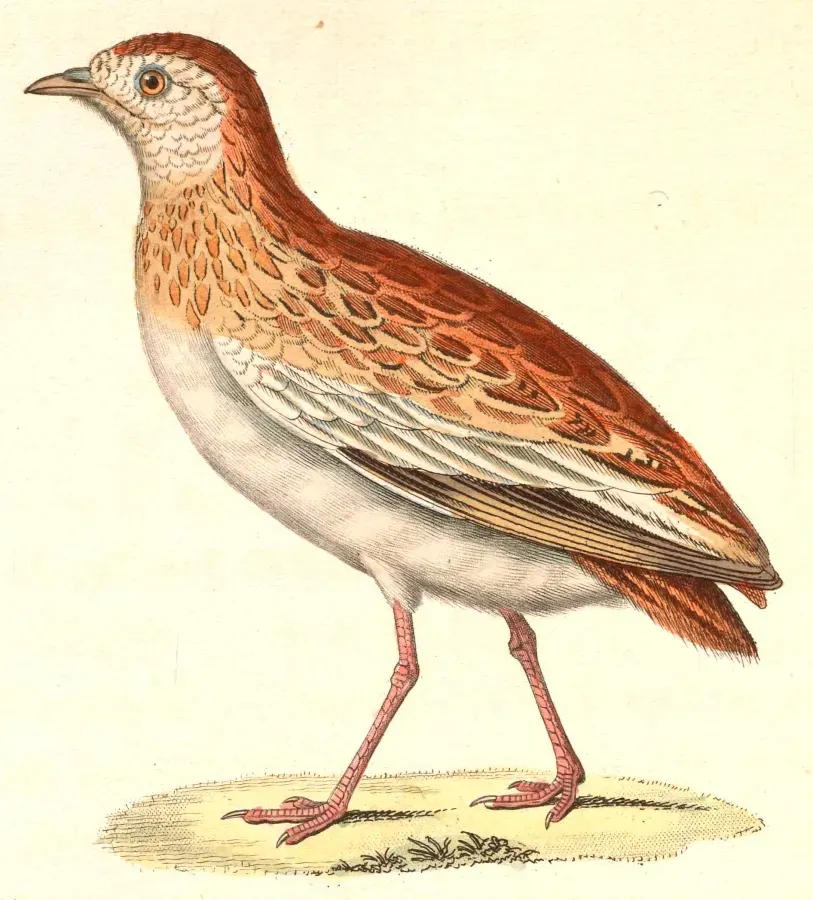 File:Ortyxelos meiffrenii 1838.jpg