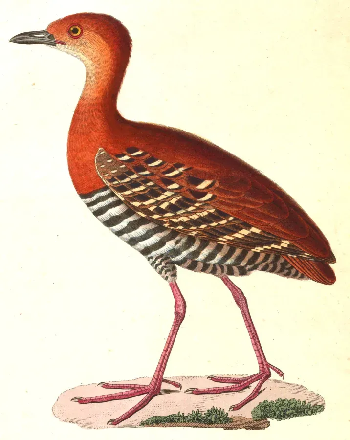 File:Rallina fasciata 1838.jpg
