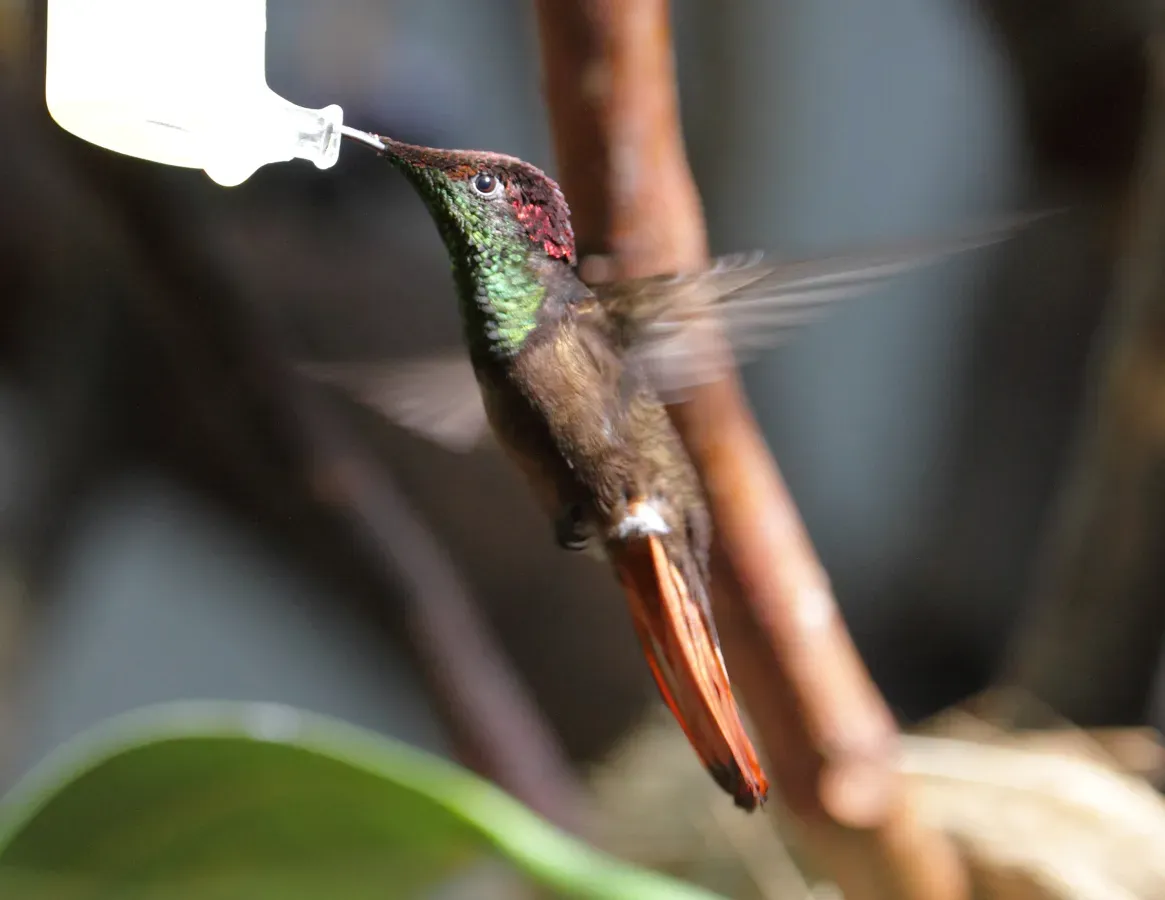 File:Chrysolampis mosquitus - Tiergarten Schönbrunn 2.jpg