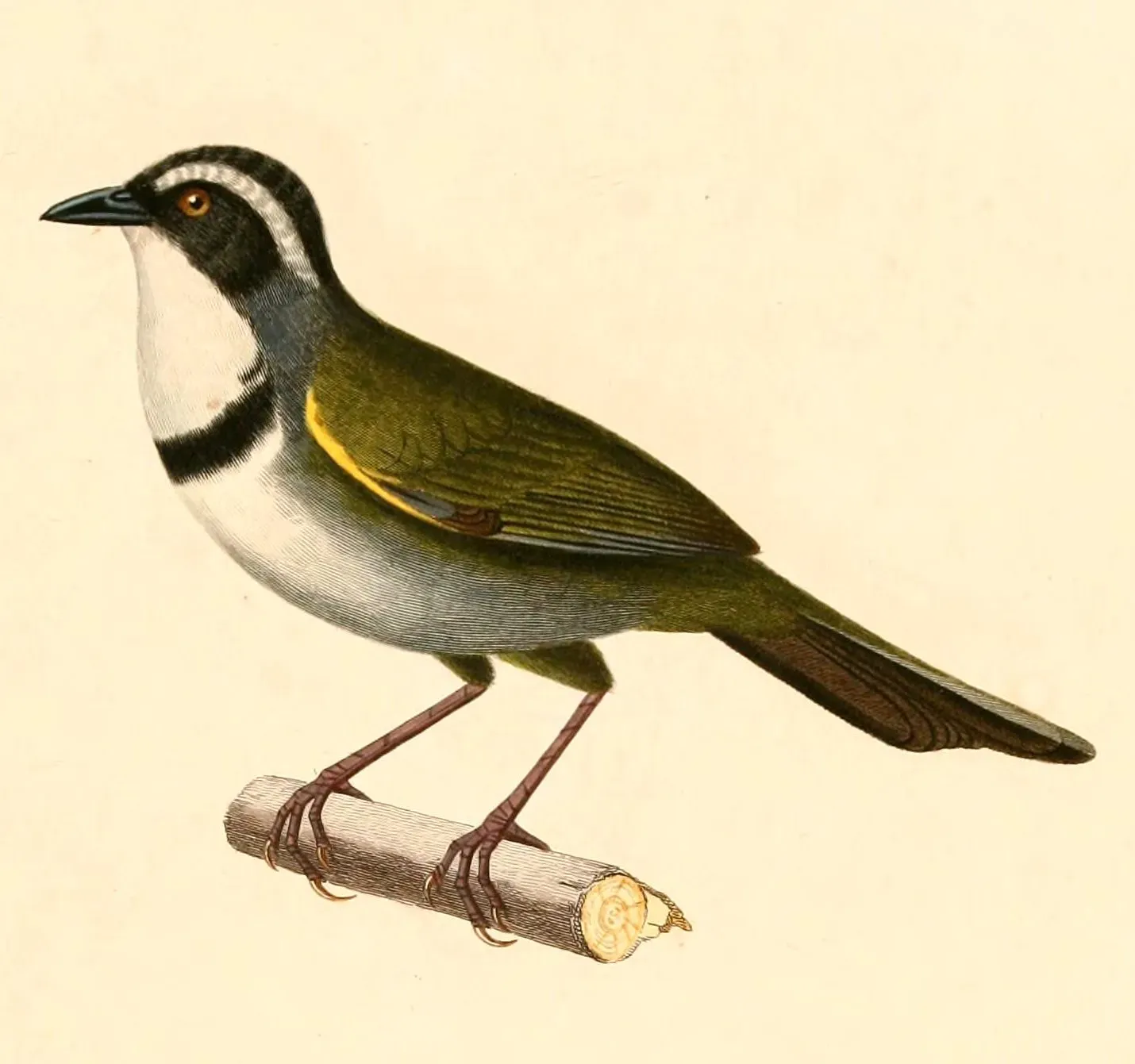 File:Arremon torquatus 1847.jpg