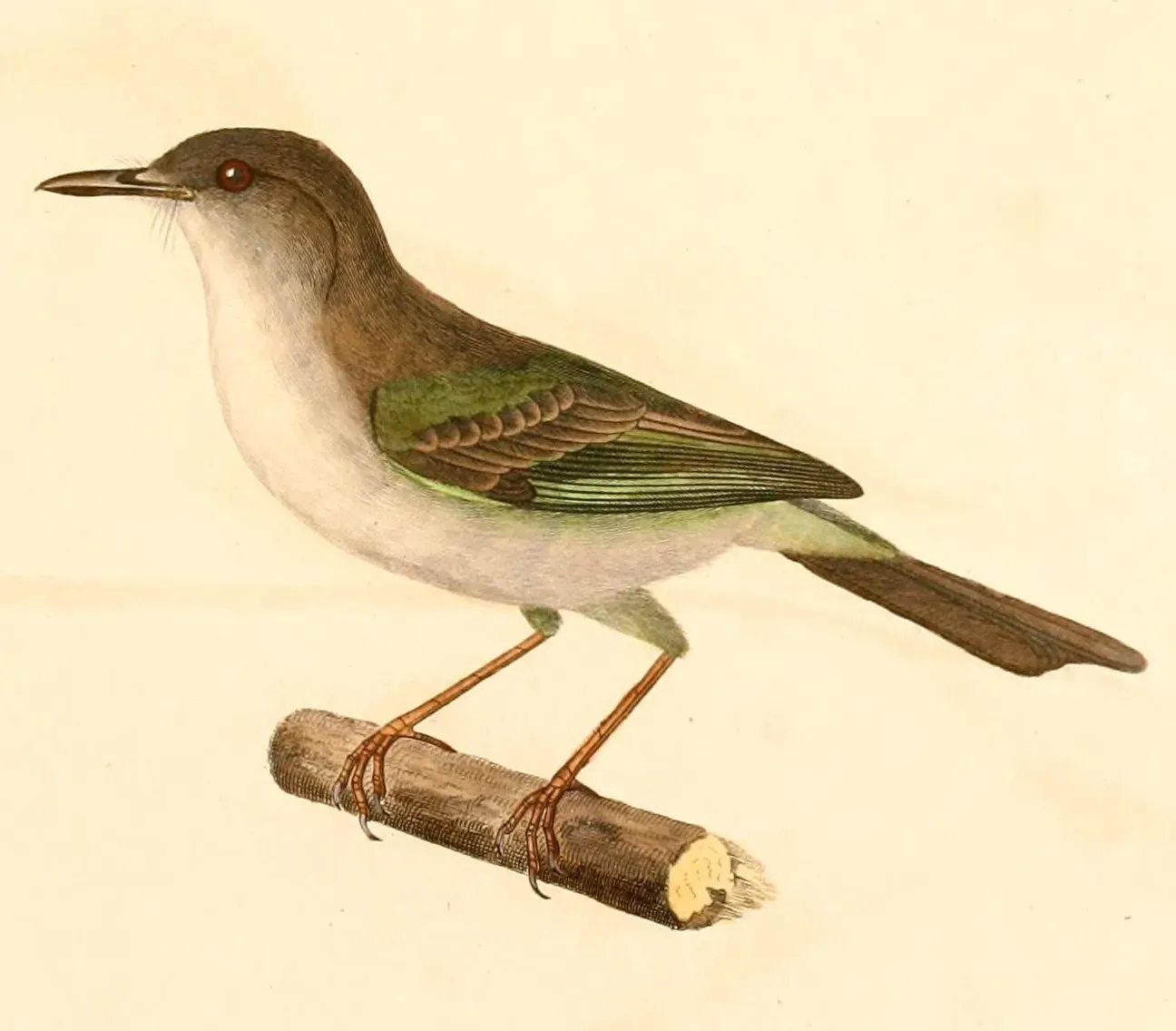 File:Hemitriccus margaritaceiventer 1847.jpg