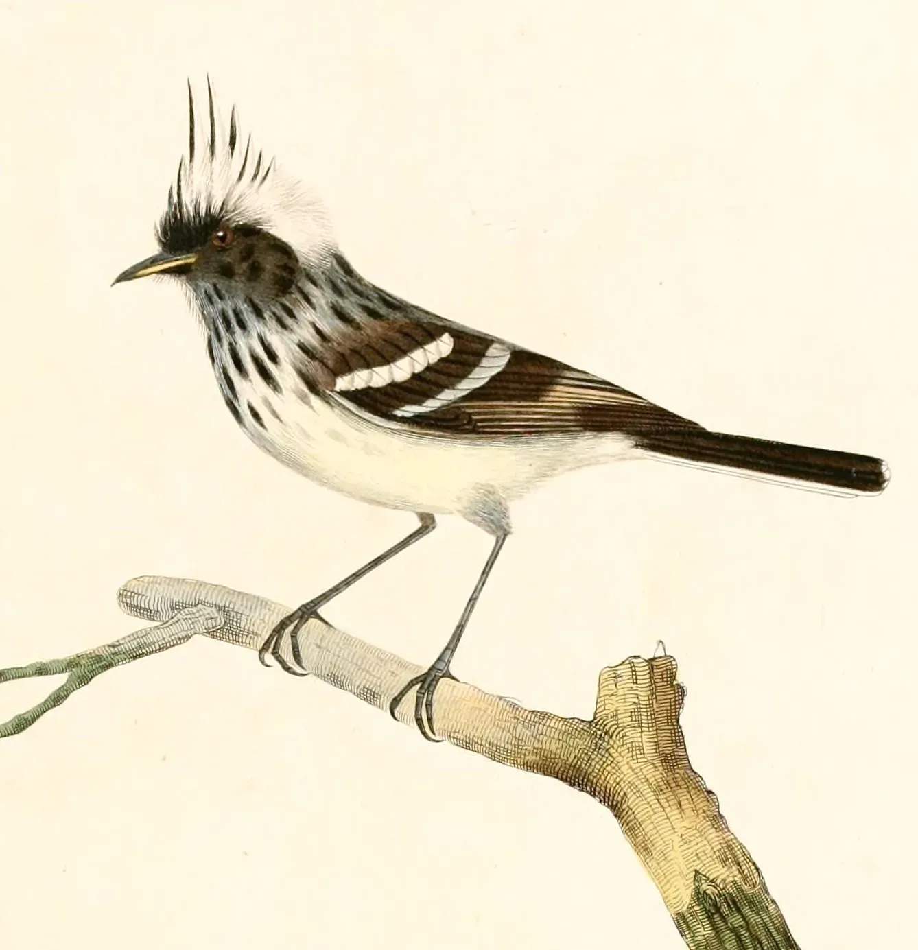 File:Anairetes reguloides 1847.jpg