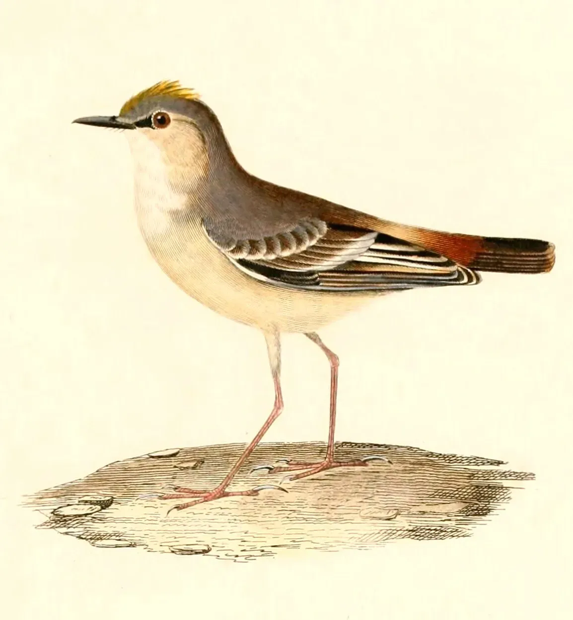 File:Muscigralla brevicauda 1847.jpg