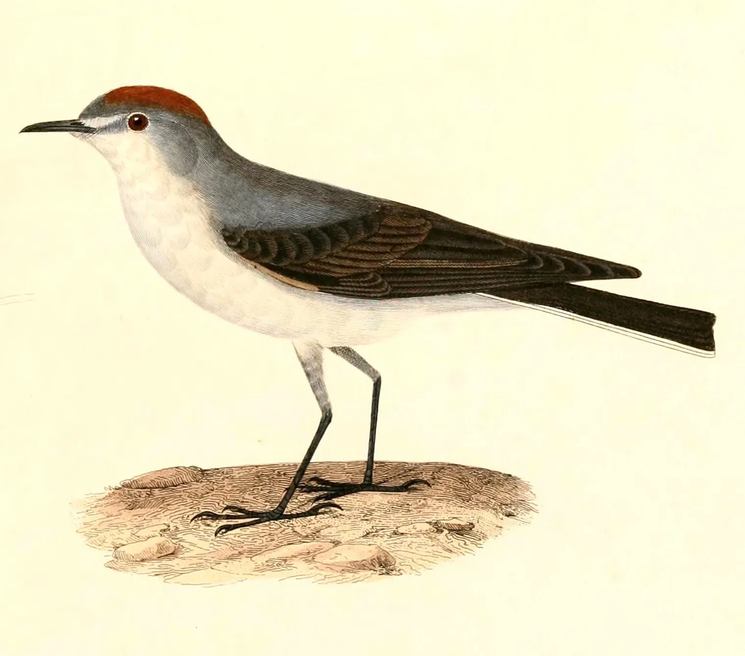 File:Muscisaxicola rufivertex 1847.jpg
