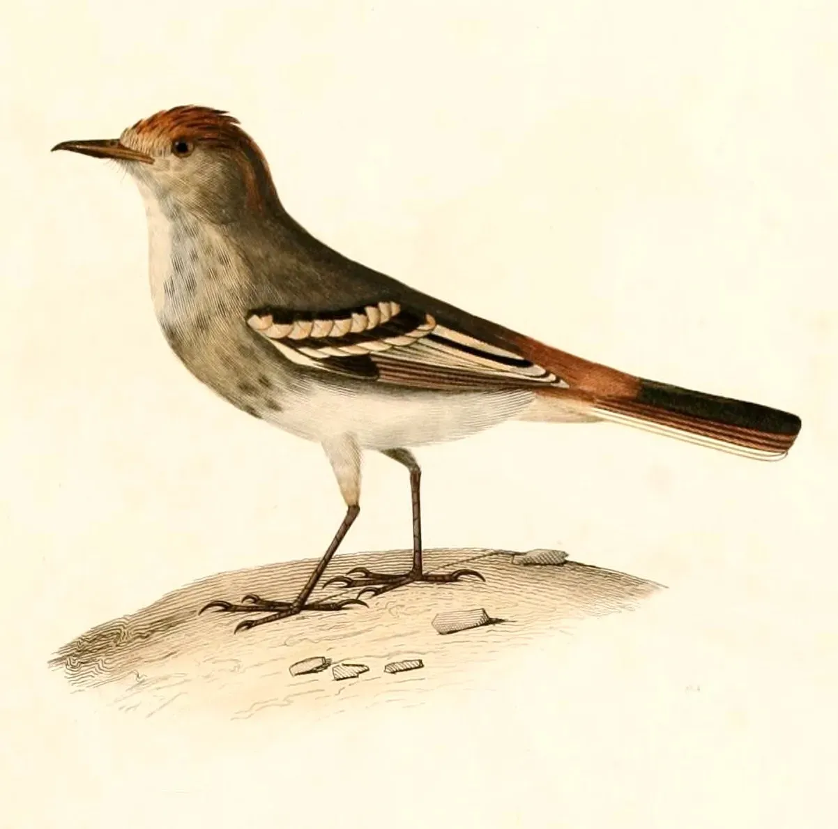 File:Knipolegus striaticeps 1847.jpg
