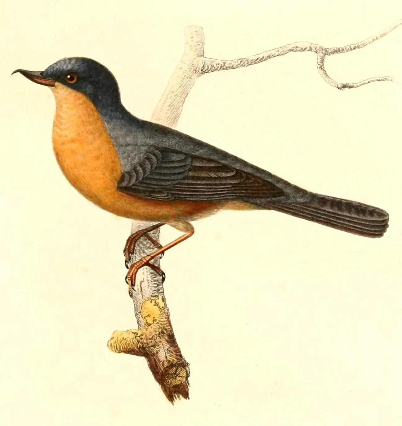 File:Diglossa sittoides 1847.jpg