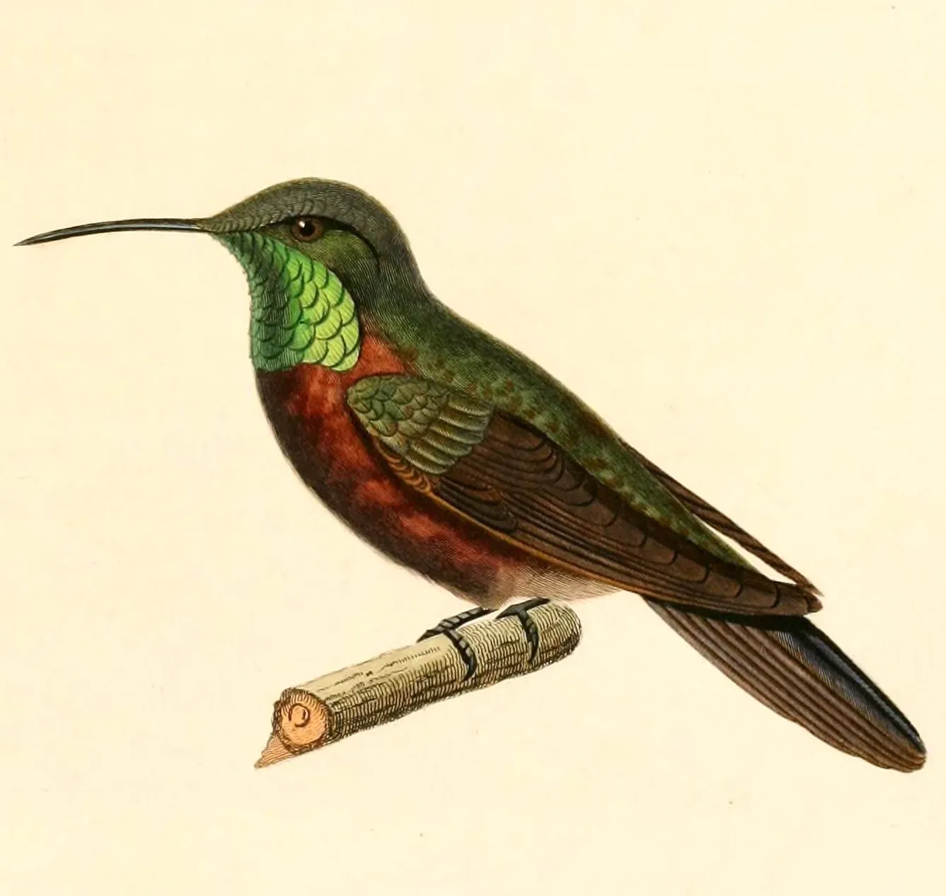 File:Oreotrochilus adela 1847.jpg