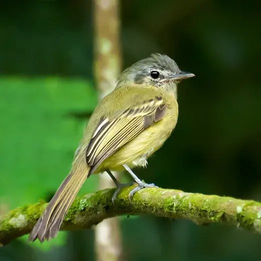 File:Tolmomyias sulphurescens -Parque Estadual da Cantareira, Sao Paulo, Brazil-8.jpg