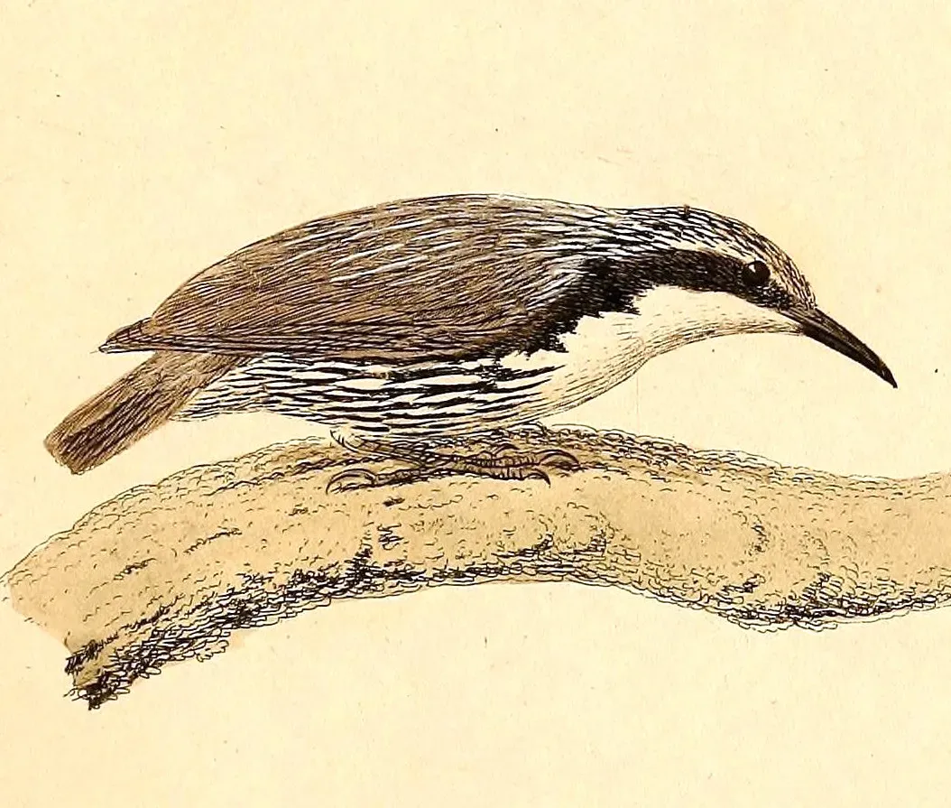 File:Rhabdornis mystacalis 1832.jpg