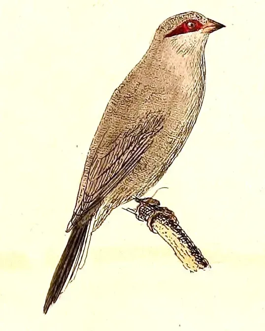 File:Estrilda troglodytes 1832.jpg