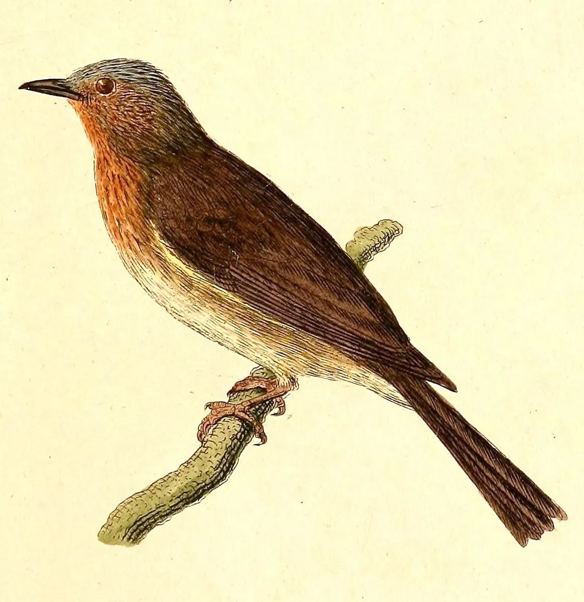 File:Hypsipetes philippinus 1832.jpg