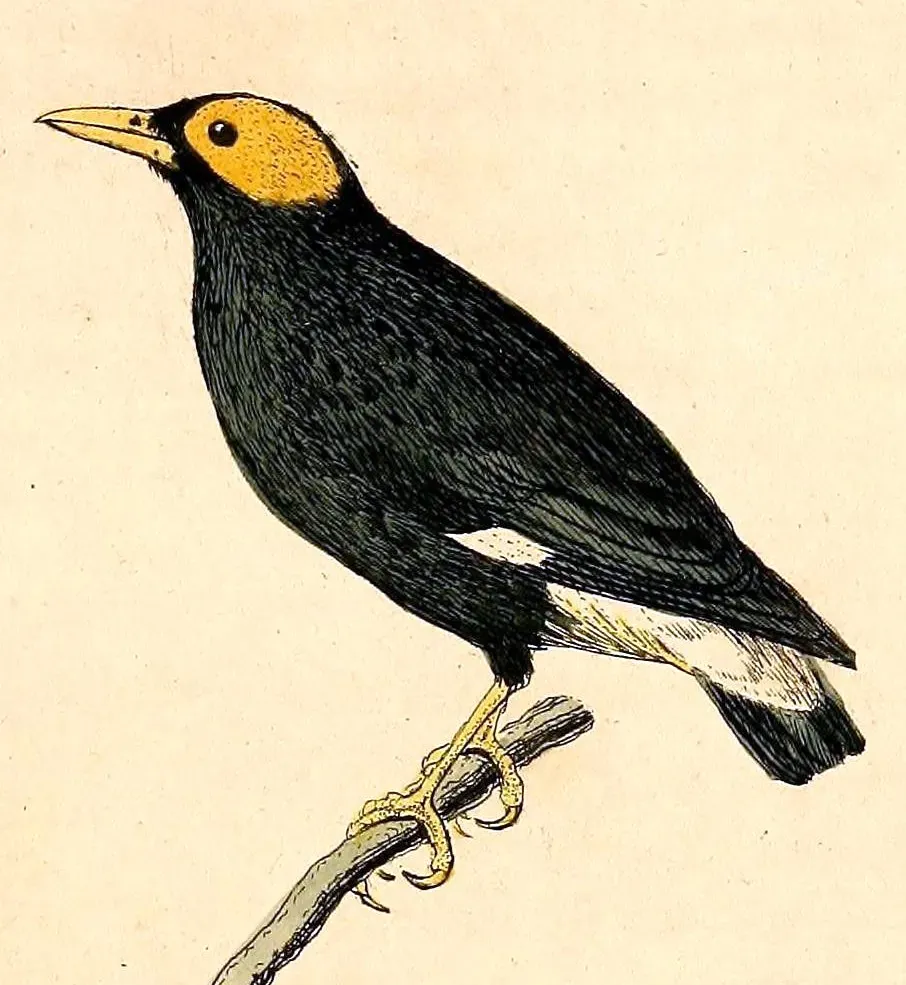 File:Mino dumontii 1832.jpg