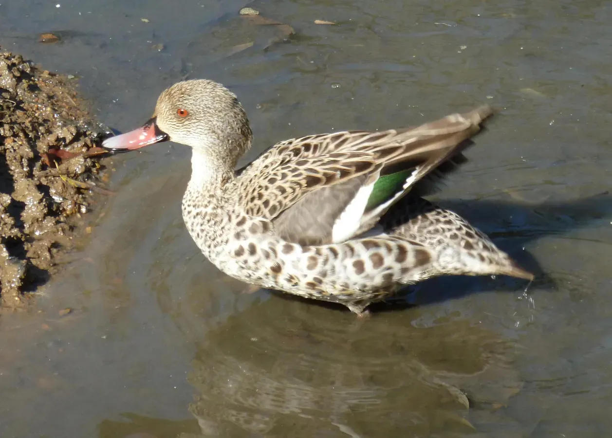 File:Anas capensis, Austin Roberts.jpg