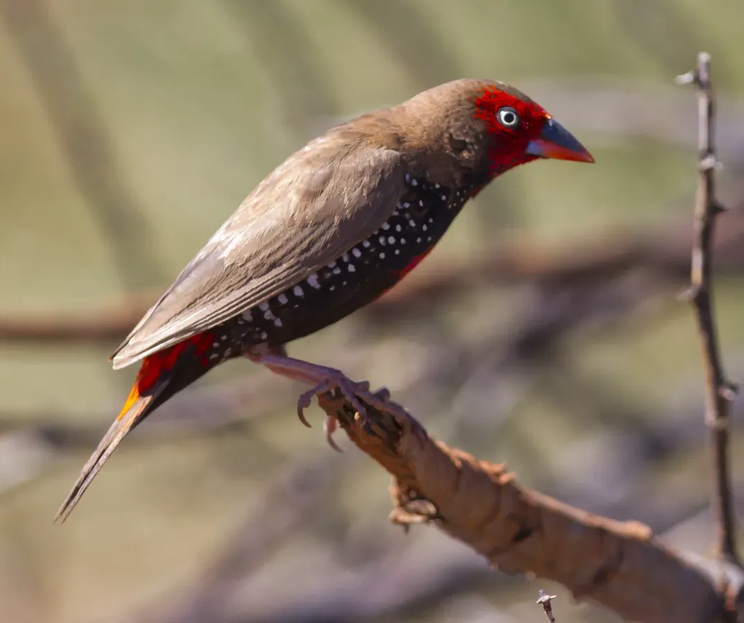 File:Emblema pictum -Karratha, Pilbara, Western Australia, Australia-8.jpg