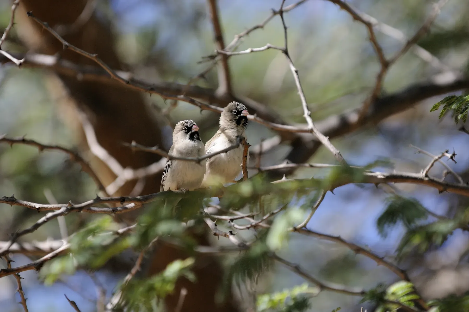 File:Sporopipes squamifrons-01.jpg