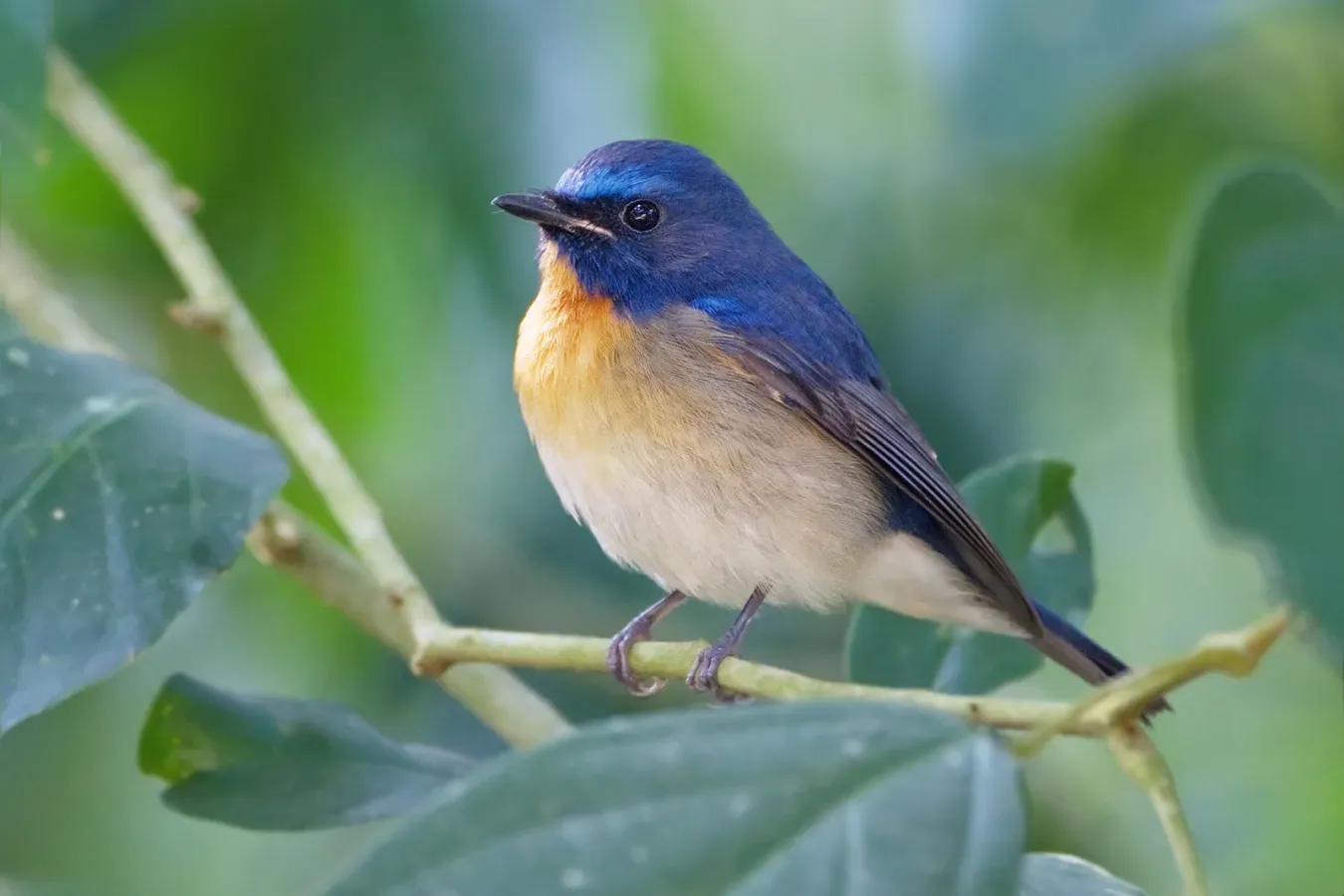 File:Cyornis glaucicomans - Kaeng Krachan.jpg