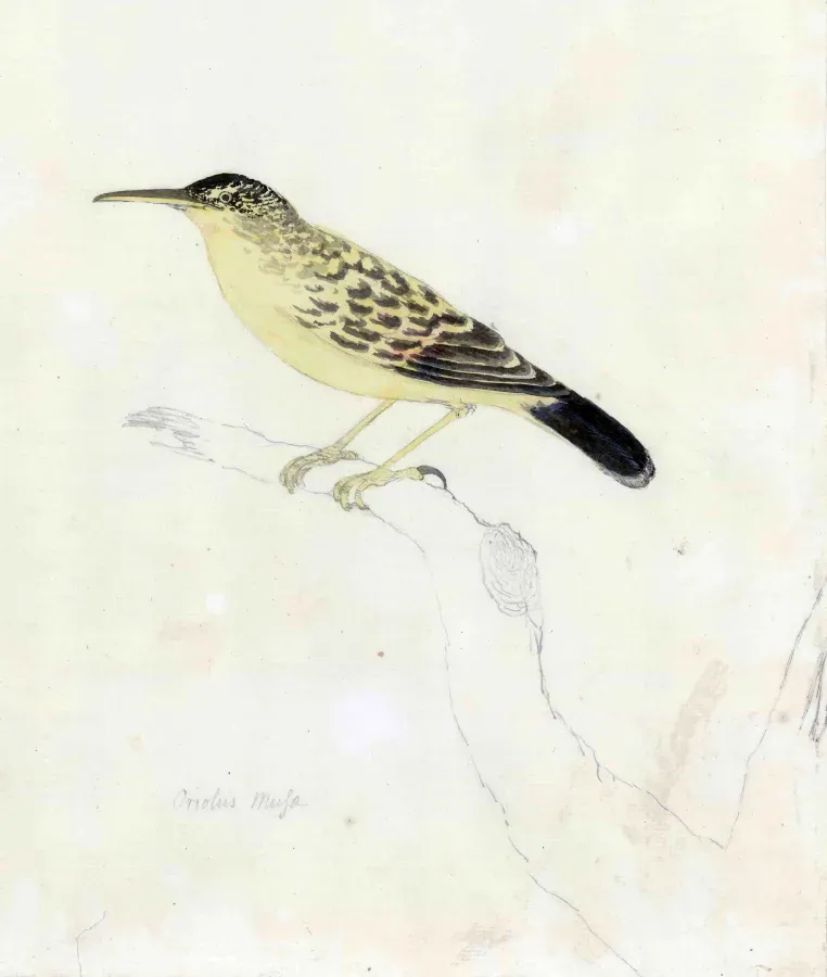 File:Acrocephalus caffer musae.jpg