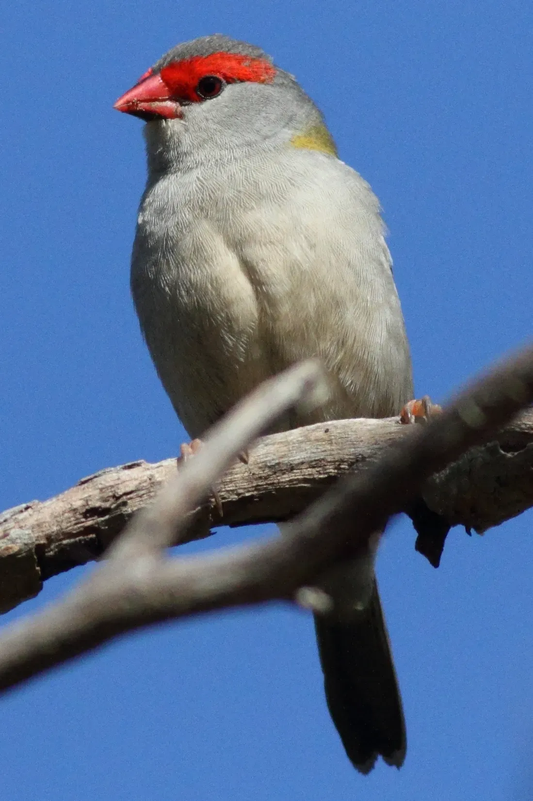 File:Neochmia temporalis -Coolart Wetlands, Mornington Peninsula, Victoria, Australia-8.jpg