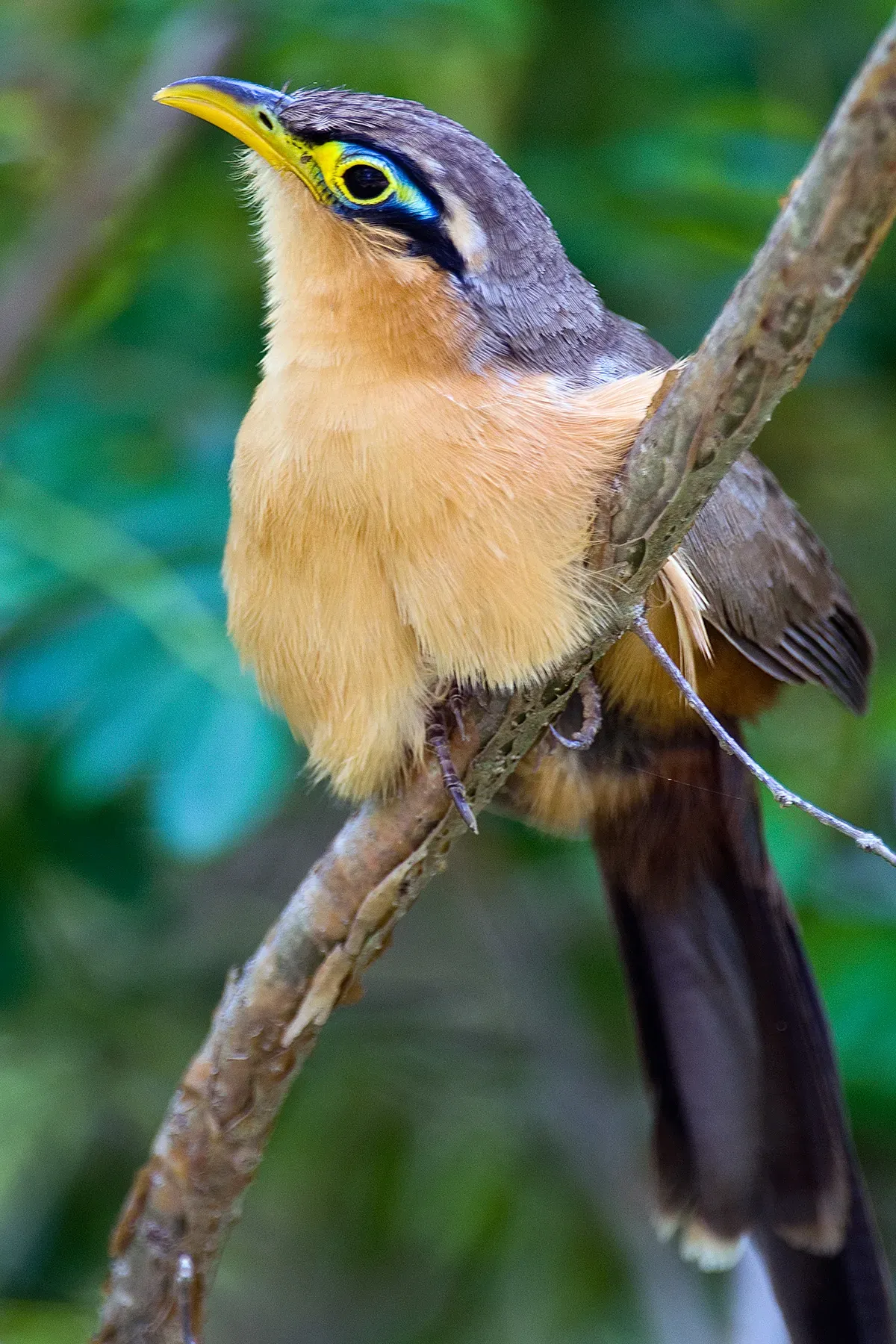 File:Lesser Ground Cuckoo (Morococcyx erythropygus).jpg
