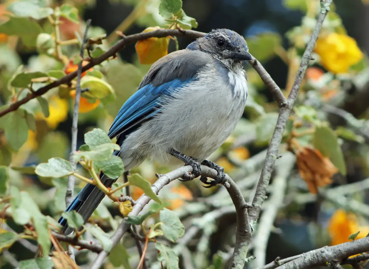 File:Aphelocoma californica - Sarah Stierch - C.jpg