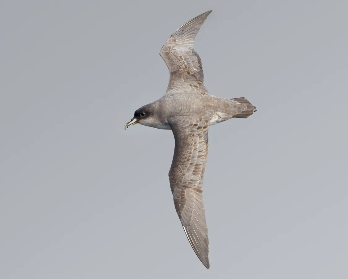 File:Procellaria cinerea - SE Tasmania.jpg