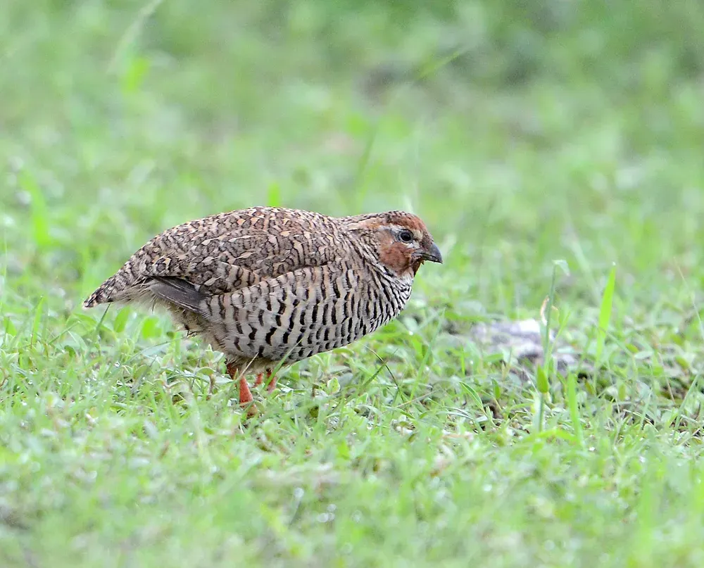 File:Perdicula argoondah -Rajasthan, India -male-8.jpg