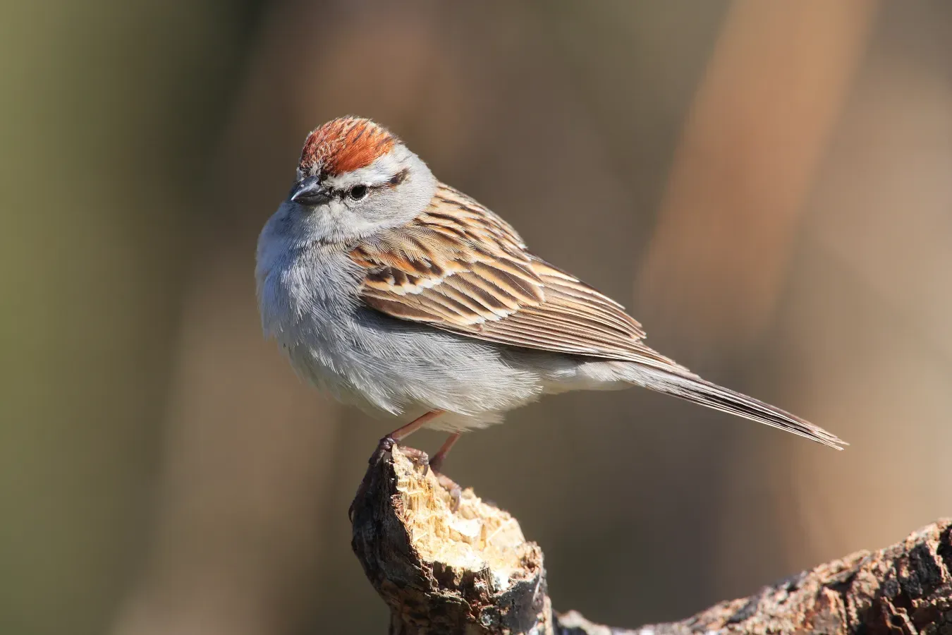File:Spizella-passerina-015.jpg