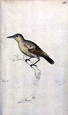 File:Acrocephalus caffer longirostris.jpg