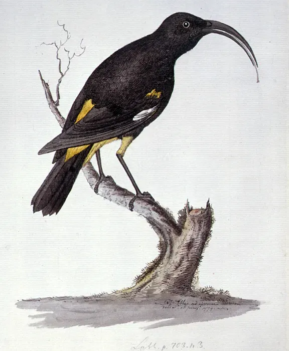 File:Drepanis pacifica Ellis.jpg