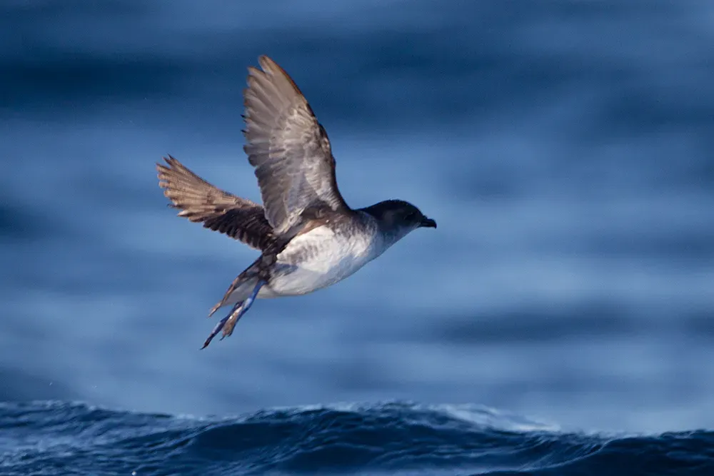 File:Pelecanoides urinatrix 1 - SE Tasmania.jpg