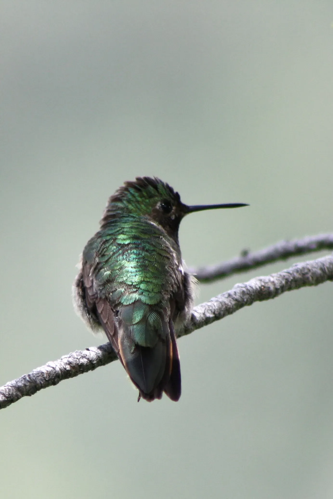 File:Broad-tailed Hummingbird, Selasphorus platycercus; backside view.jpg