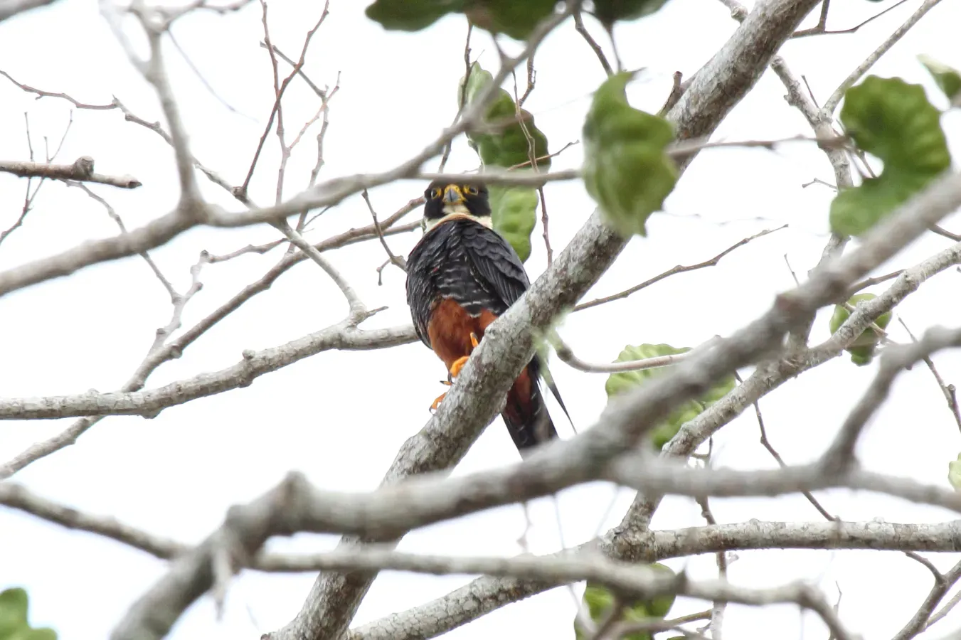File:Bat Falcon (Falco rufigularis) (7222541614).jpg