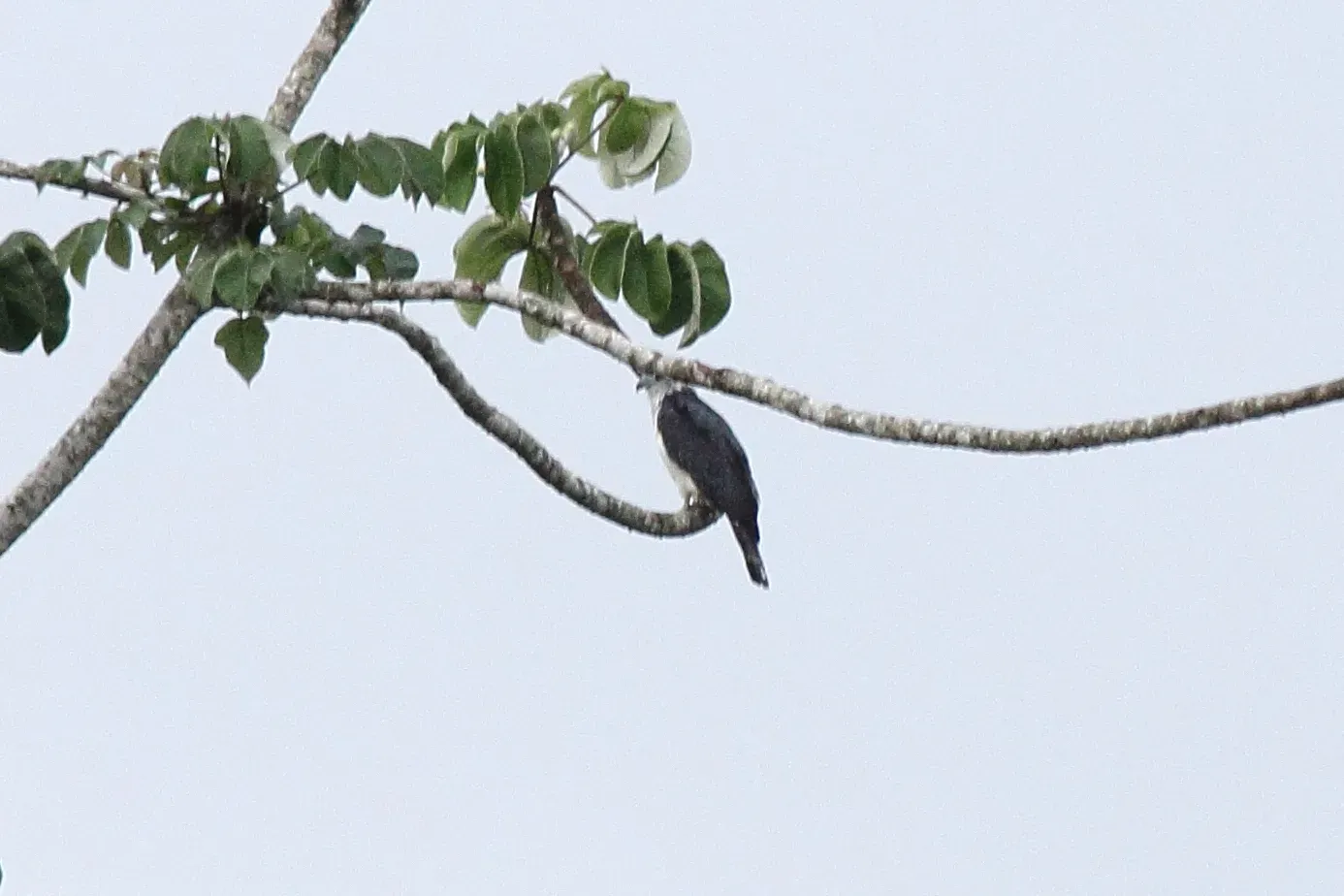 File:Gray-headed Kite (Leptodon cayanensis) (7222539816).jpg