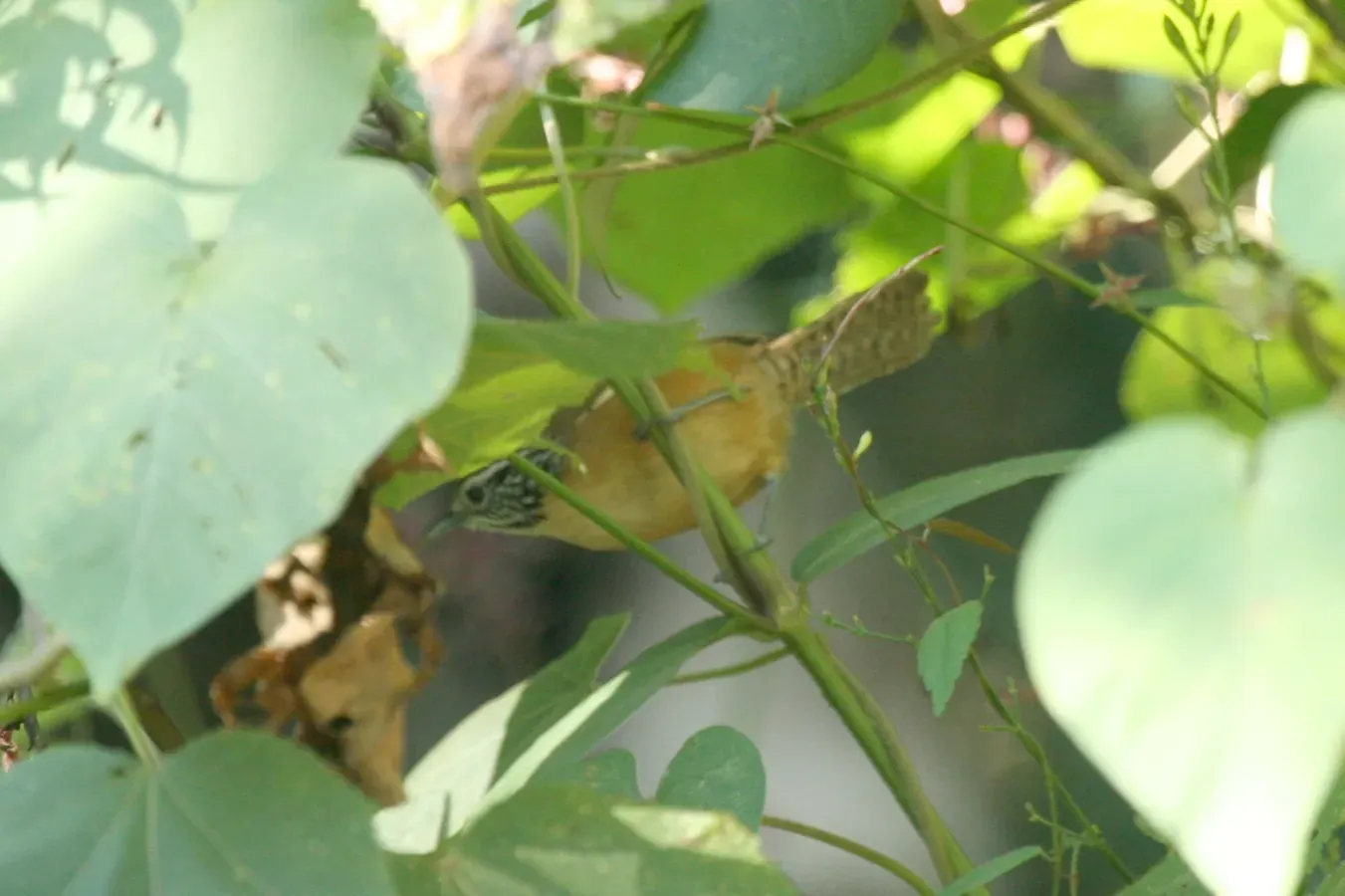 File:Happy Wren (Pheugopedius felix) (5911746119).jpg