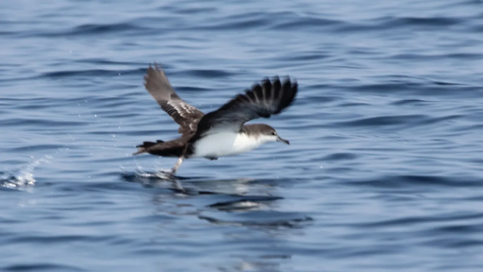 File:Galapagos Shearwater (Puffinus subalaris) (5783264933).jpg